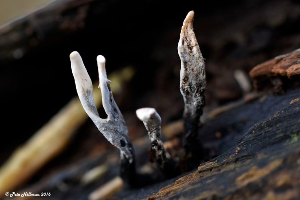 Stag’s Horn Fungus (Xylaria hypoxylon)