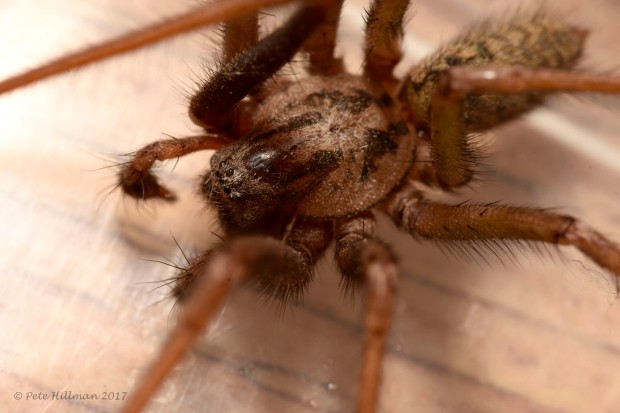 Large House Spider Tegenaria sp (atrica group) male