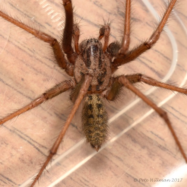 Large House Spider Tegenaria sp (atrica group) male