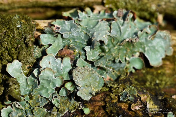 Hammered Shield Lichen Parmelia sulcata