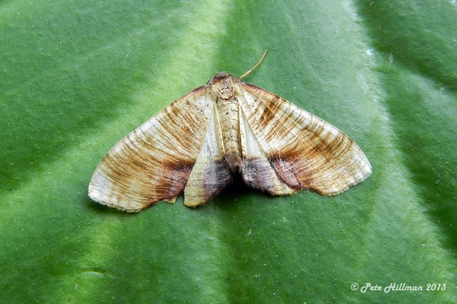 Scorched Wing Plagodis dolabraria